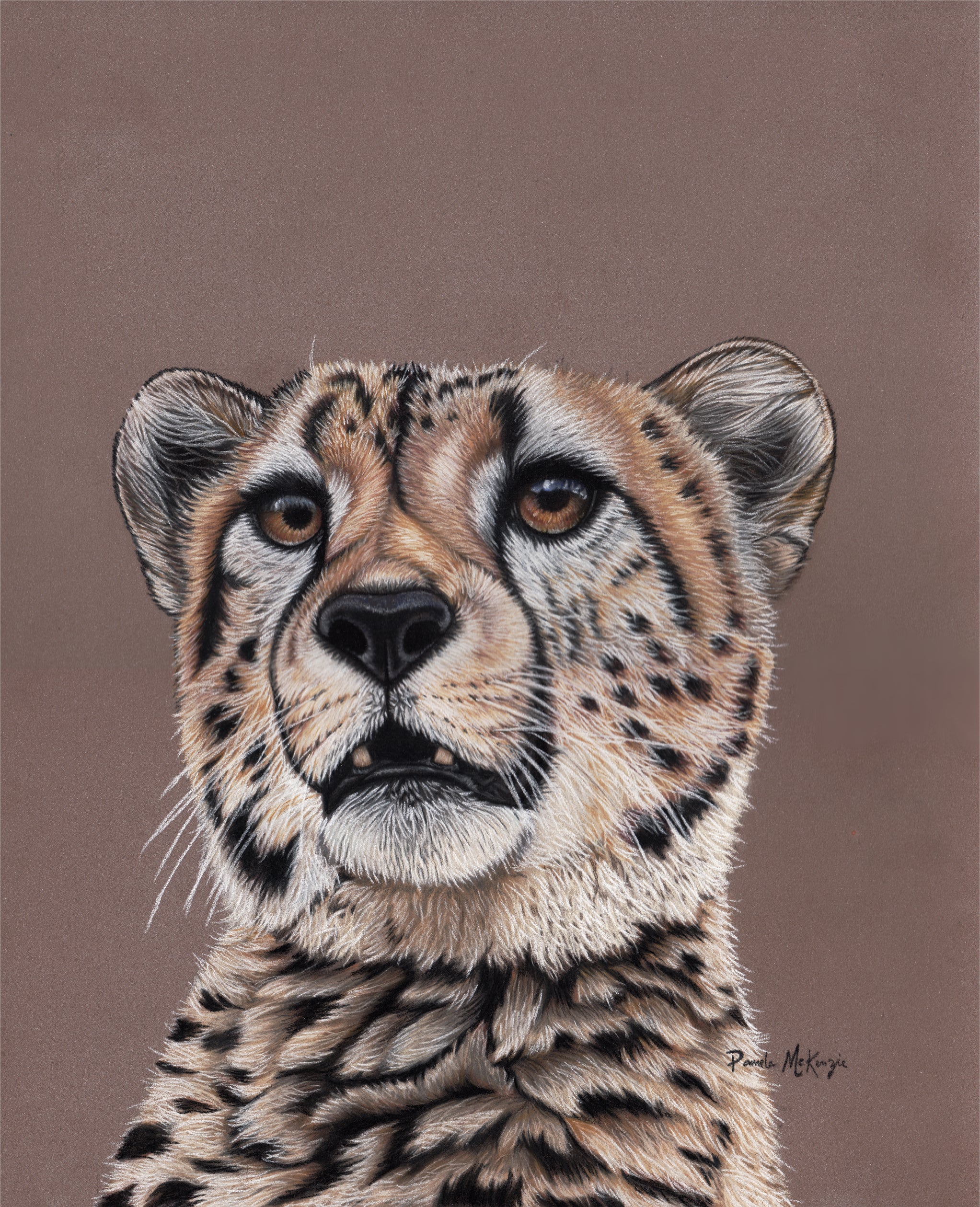 Mesmerize - Cheetah Portrait