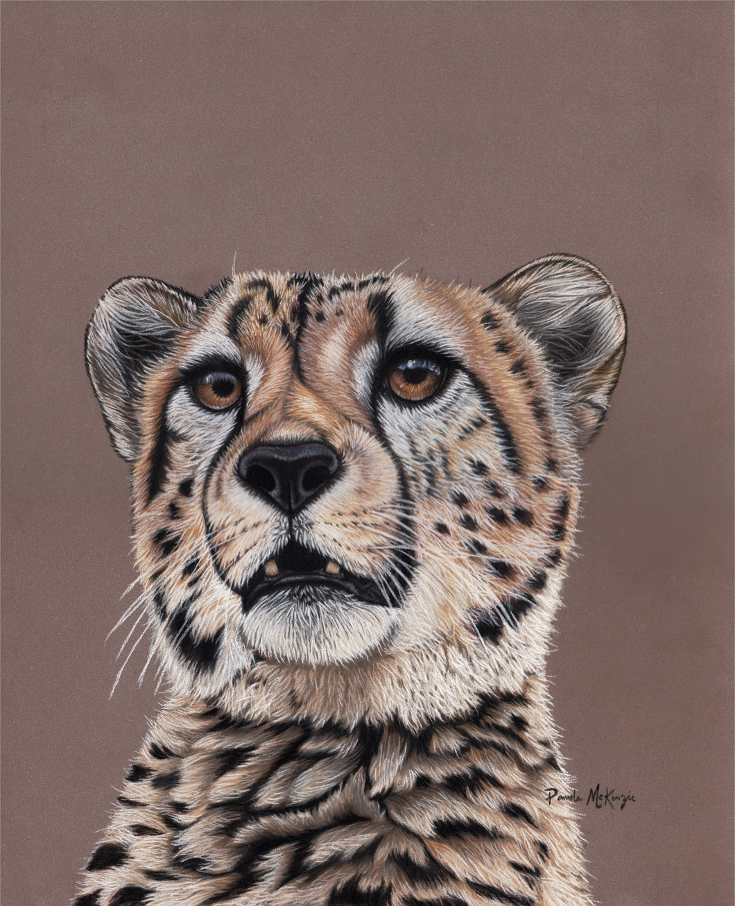 “Mesmerize” Cheetah Portrait