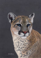 Stoic - Cougar Portrait