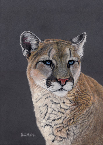 “Stoic” Cougar Portrait