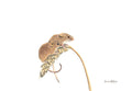 Field Mouse Pastel Painting by Canadian wildlife artist - Silverline Fine Art