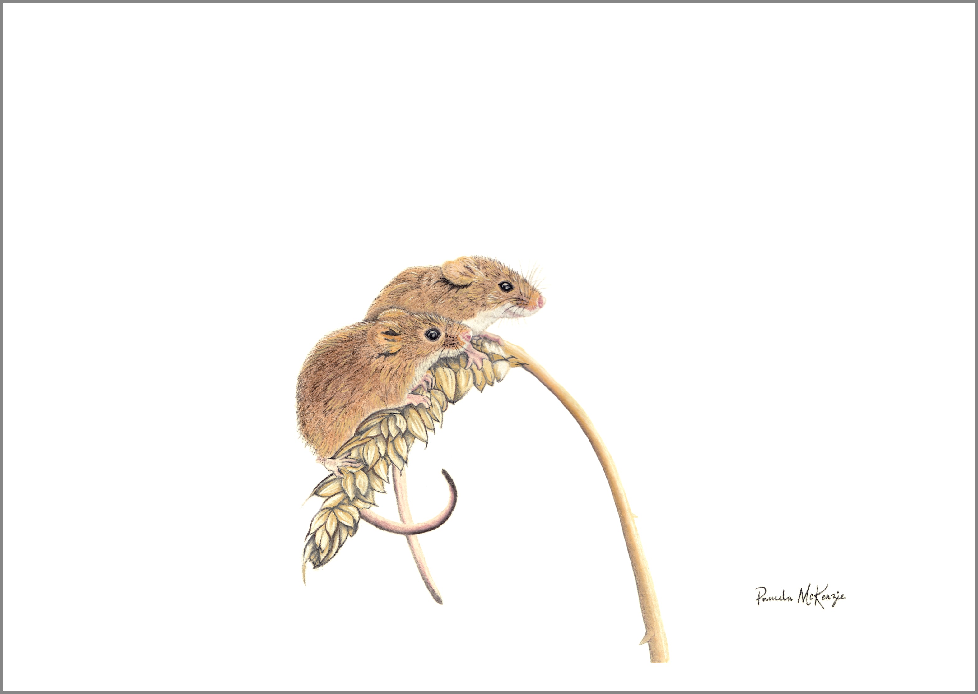 Better Together - Field Mice Fine Art Print