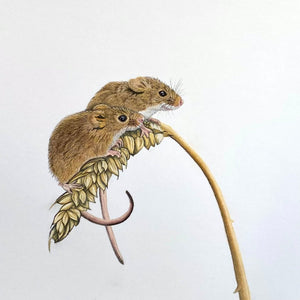 Field Mouse Pastel Painting by Canadian wildlife artist - Silverline Fine Art