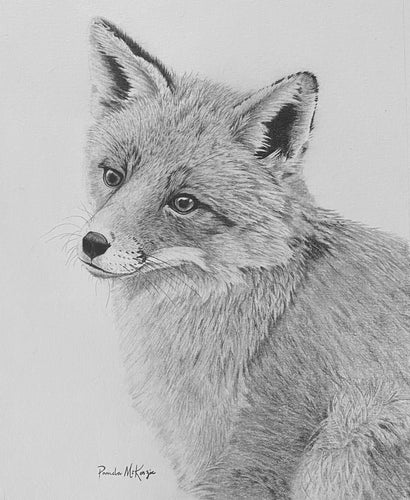 Reverie Fox Portrait Graphite Drawing by Canadian wildlife artist - Silverline Fine Art