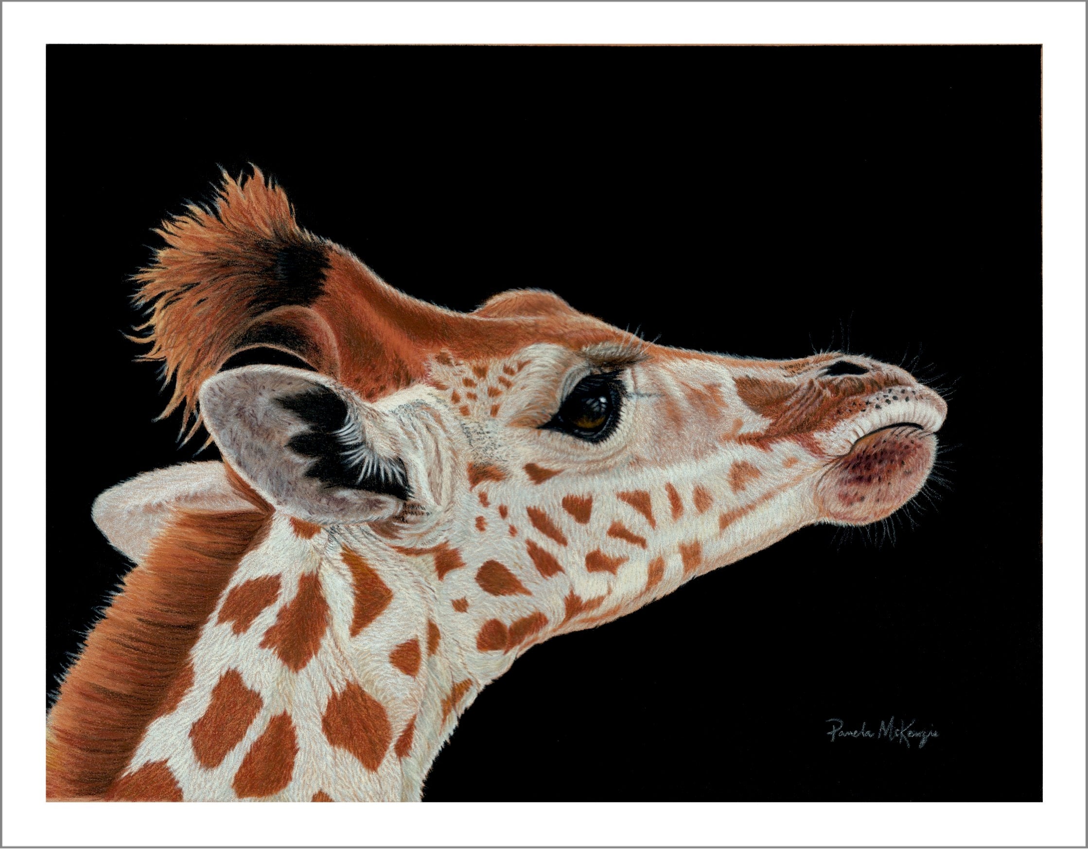 Promise - Giraffe Fine Art Print