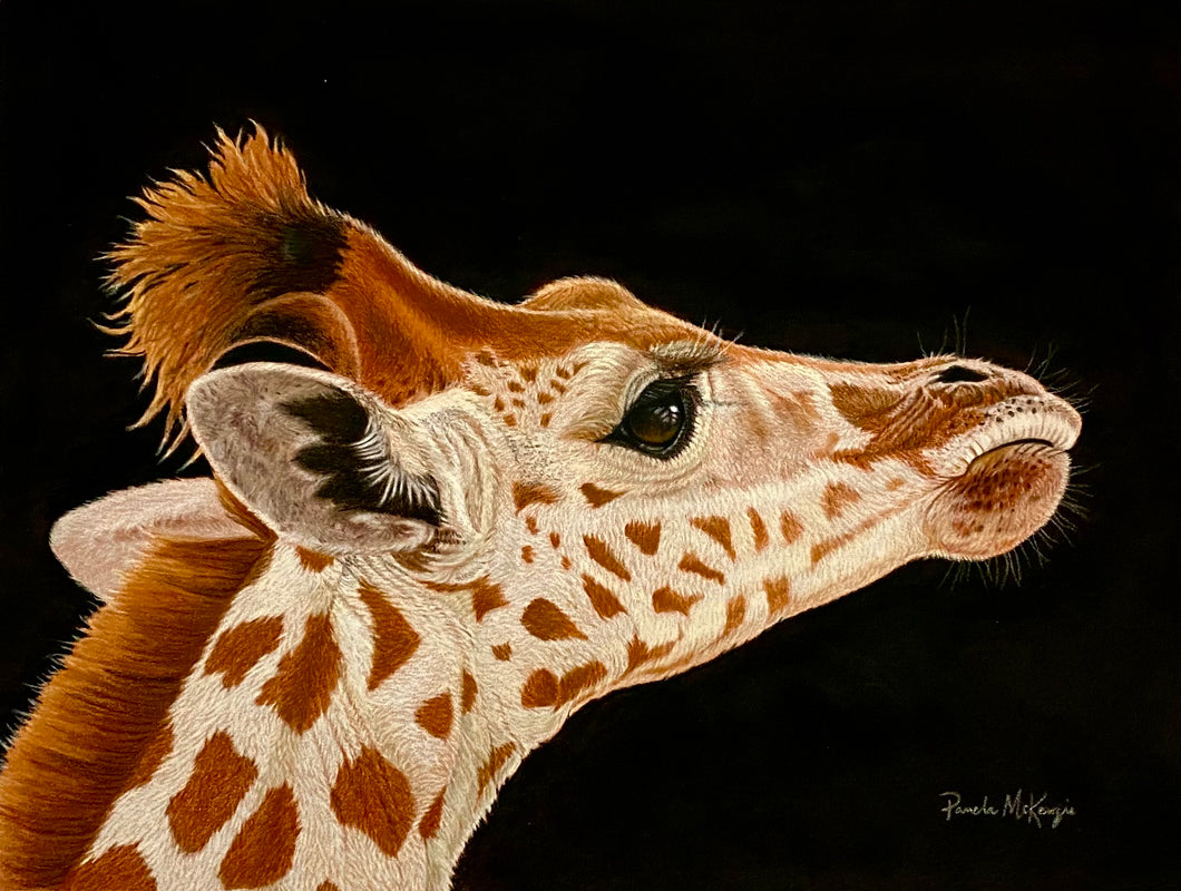 Giraffe pastel painting by Canadian wildlife artist - Silverline Fine Art