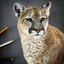 Load image into Gallery viewer, “Stoic” Cougar Portrait
