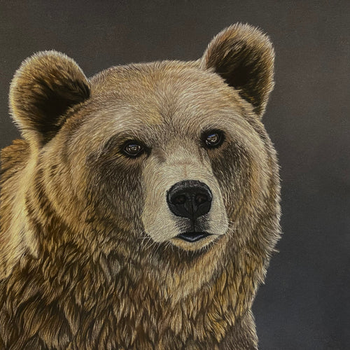 “Reflection” Grizzly Bear Portrait