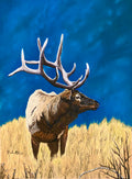 Calm Before the Storm - Elk Portrait