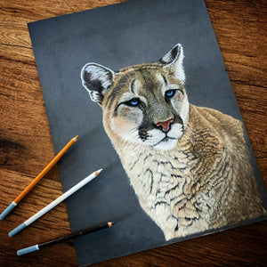 “Stoic” Cougar Portrait