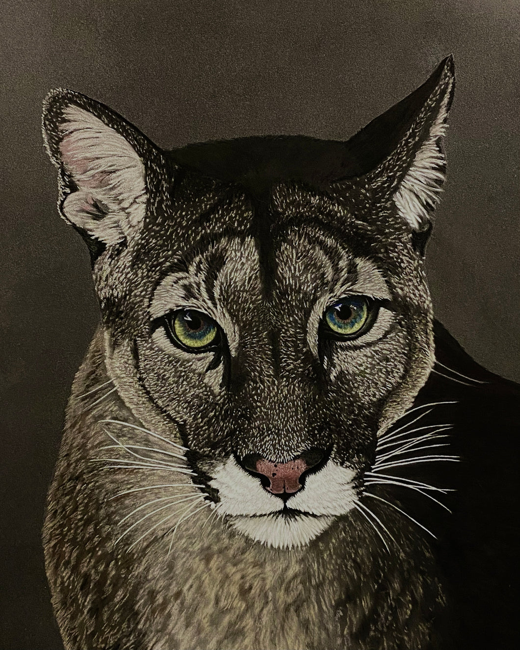 Cougar pastel painting for sale by Silverline Fine Art