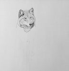 Shadow Companion Wolf Drawing