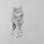 Shadow Companion Wolf Drawing