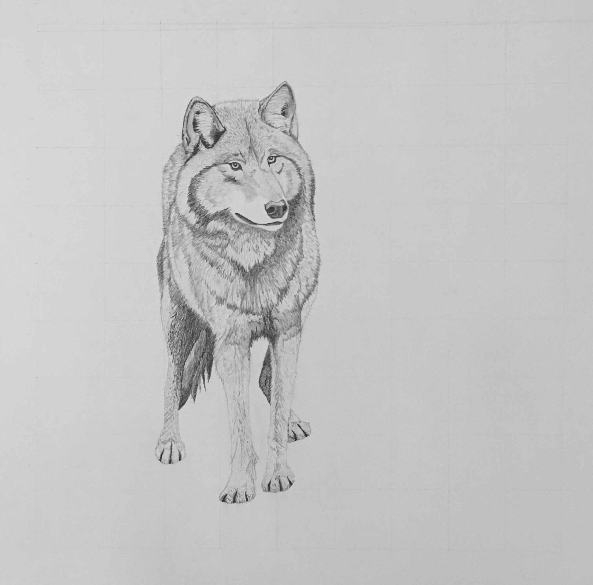 Shadow Companion Wolf Drawing